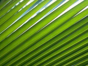 植物の葉の画像