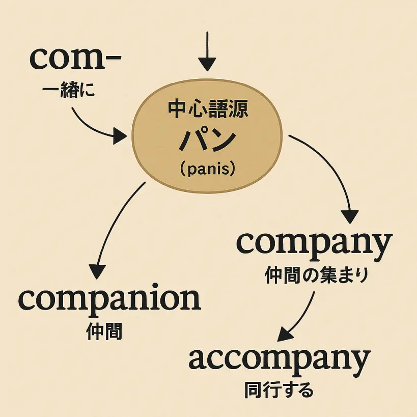 companyの意味をわかりやすく説明 一夜漬け英単語記憶術 語源 TOEIC・英検対策に!
