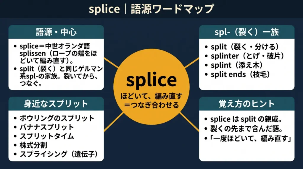 splice の語源ワードマップ。中心は splice(=ほどいて、編み直す=つなぎ合わせる)で、中世オランダ語 splissen に由来し split(裂く)と同じゲルマン系spl-の家族であることを示す。spl-(裂く)一族(split/splinter/splint/split ends)、身近なスプリット(ボウリング/バナナスプリット/スプリットタイム/株式分割/スプライシング)、覚え方のヒント(splice は split の親戚)の4クラスターに整理した図。