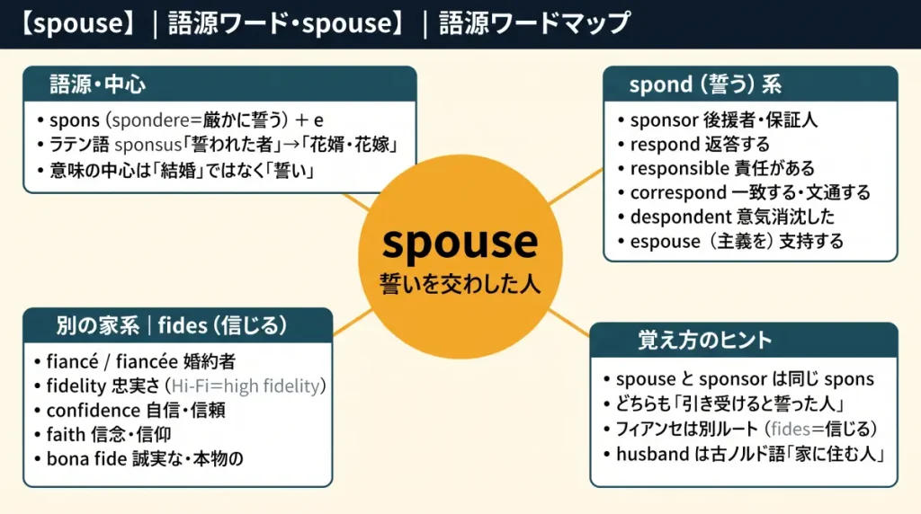 spouse の語源ワードマップ。中心は spouse（＝誓いを交わした人）で、spons（spondere＝厳かに誓う）＋e に分解。spond（誓う）一族（sponsor / respond / responsible / correspond / despondent / espouse）、別の家系である fides（信じる）一族（fiancé / fidelity / confidence / faith / bona fide）、覚え方のヒントの4クラスタに整理した図。